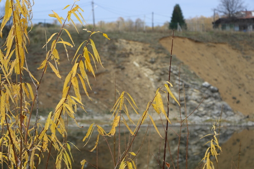 Osier (Salix viminalis)