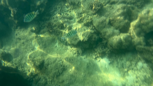 Bengal Sergeant — seen at this dive site