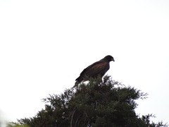 Parabuteo unicinctus