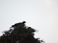 Parabuteo unicinctus