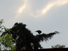 Parabuteo unicinctus