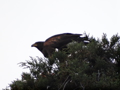 Parabuteo unicinctus