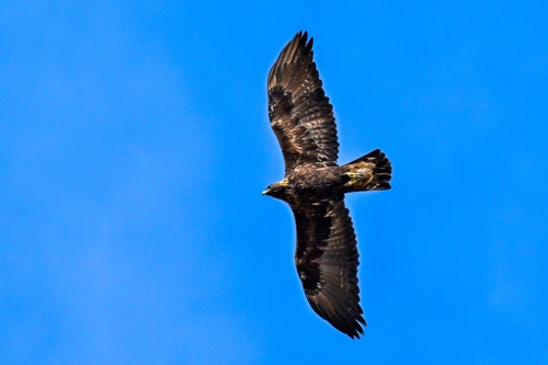 Golden Eagle
