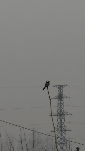 White Wagtail