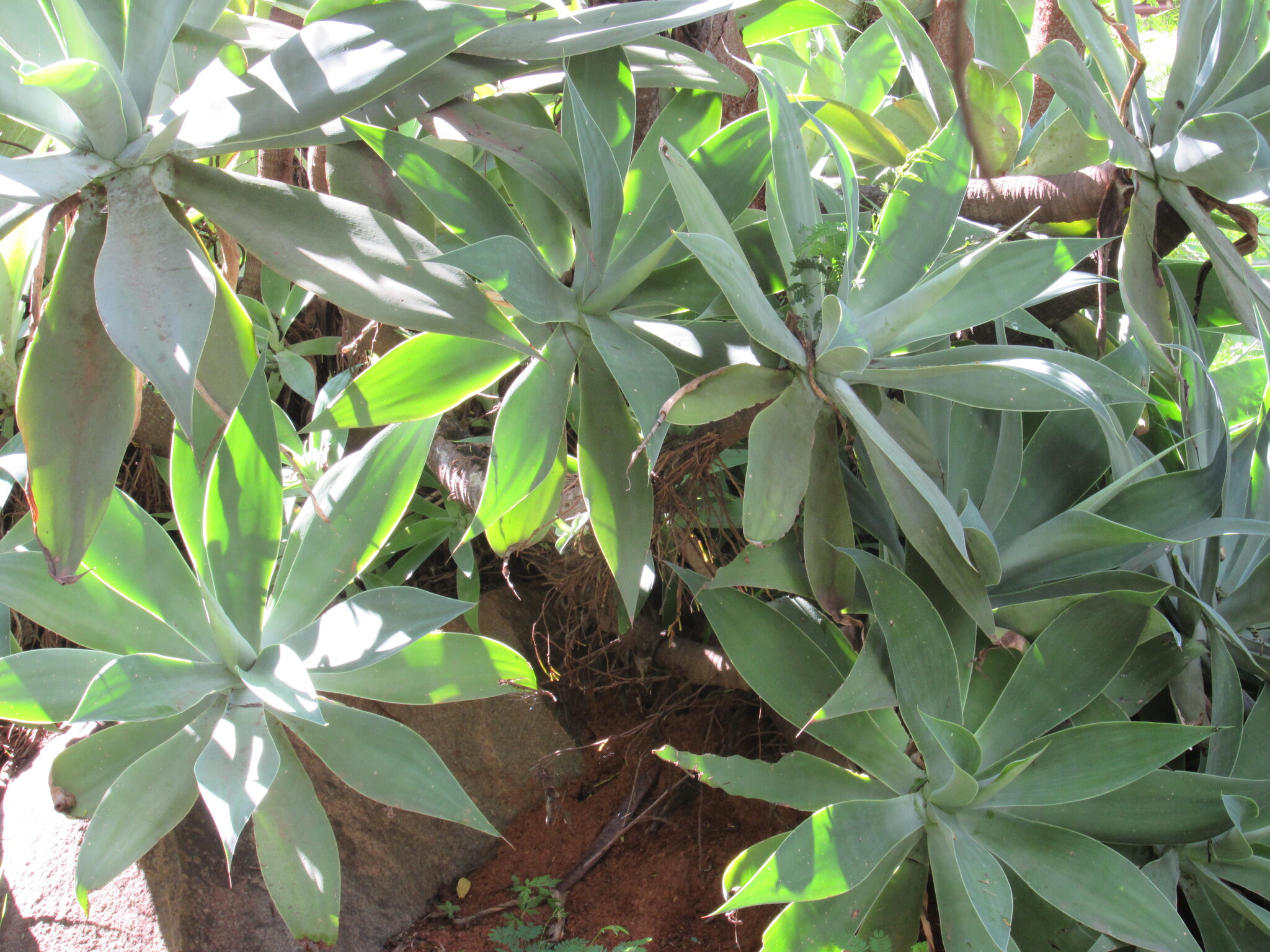 Imagem de Agave-dragão