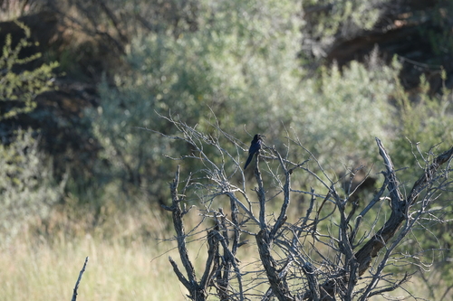 Common Scimitarbill (Rhinopomastus cyanomelas)