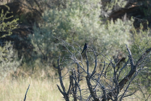 Common Scimitarbill (Rhinopomastus cyanomelas), photo 2