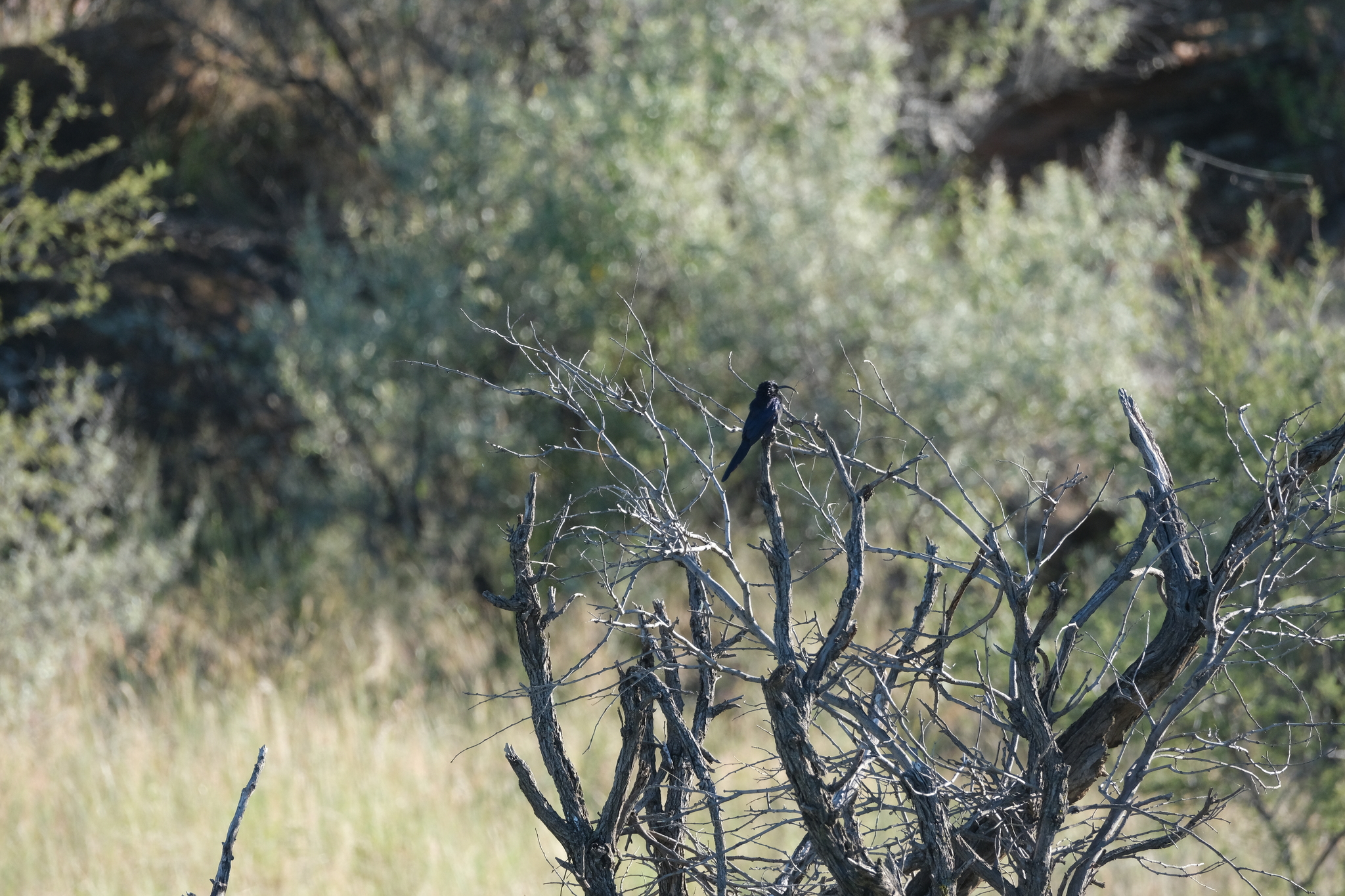 Common Scimitarbill (Rhinopomastus cyanomelas), photo 2