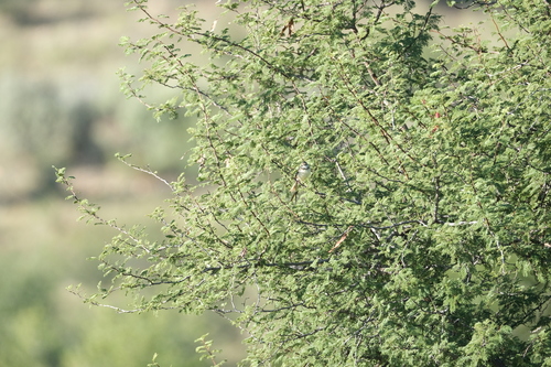 Black-chested Prinia (Prinia flavicans), photo 8