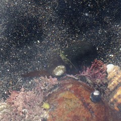 Pagurus novizealandiae