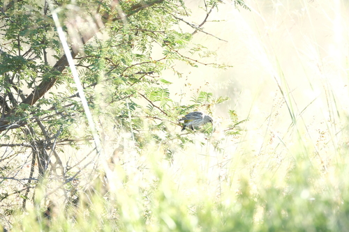 Black-throated Canary (Crithagra atrogularis), photo 8