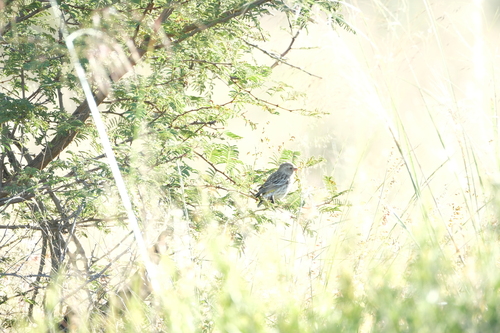 Black-throated Canary (Crithagra atrogularis), photo 9