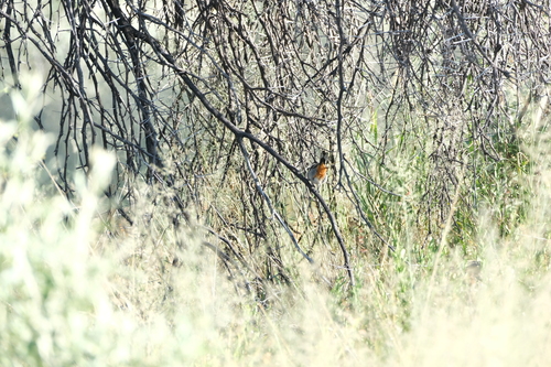 Chestnut-vented Warbler (Curruca subcoerulea), photo 9