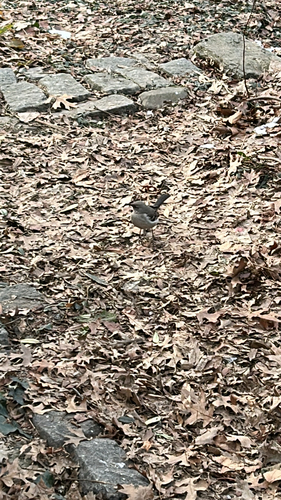 Northern Mockingbird