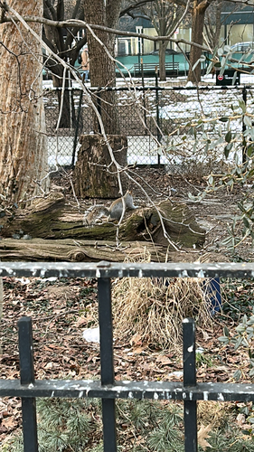 Eastern Gray Squirrel