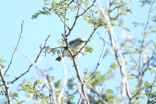 Yellow-bellied Eremomela (Eremomela icteropygialis), photo 8