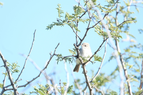 Yellow-bellied Eremomela (Eremomela icteropygialis), photo 10
