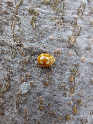 Little Arboreal Lady Beetle, Breda Zuid Oost, Breda, Nederland, photo 10 of 10