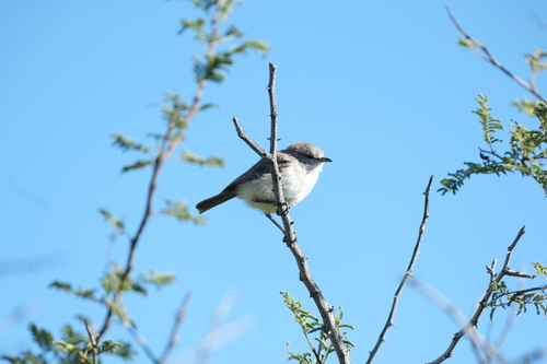 Yellow-bellied Eremomela (Eremomela icteropygialis), photo 9