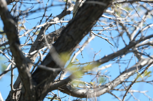 Yellow-bellied Eremomela (Eremomela icteropygialis), photo 5