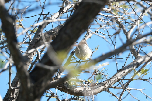 Yellow-bellied Eremomela (Eremomela icteropygialis), photo 4