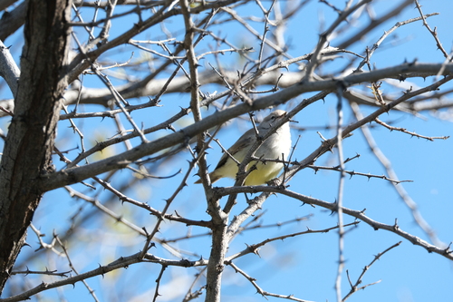 Yellow-bellied Eremomela (Eremomela icteropygialis), photo 6