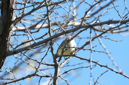 Yellow-bellied Eremomela (Eremomela icteropygialis), photo 7