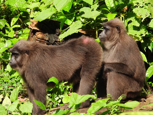 Macaca maura