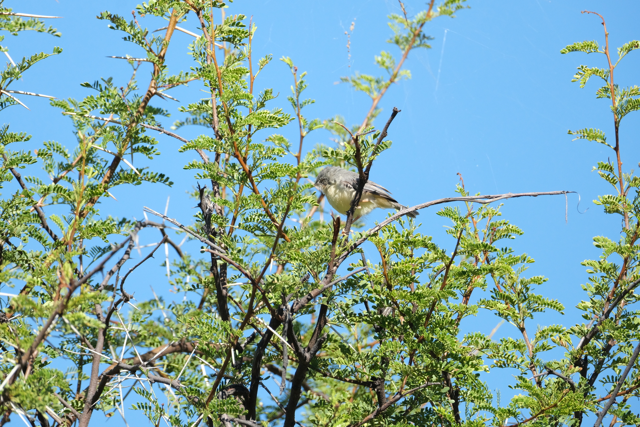 Burnt-necked Eremomela (Eremomela usticollis), photo 10