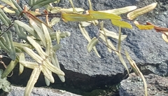 Pellaea atropurpurea
