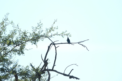 Diederik Cuckoo (Chrysococcyx caprius), photo 5