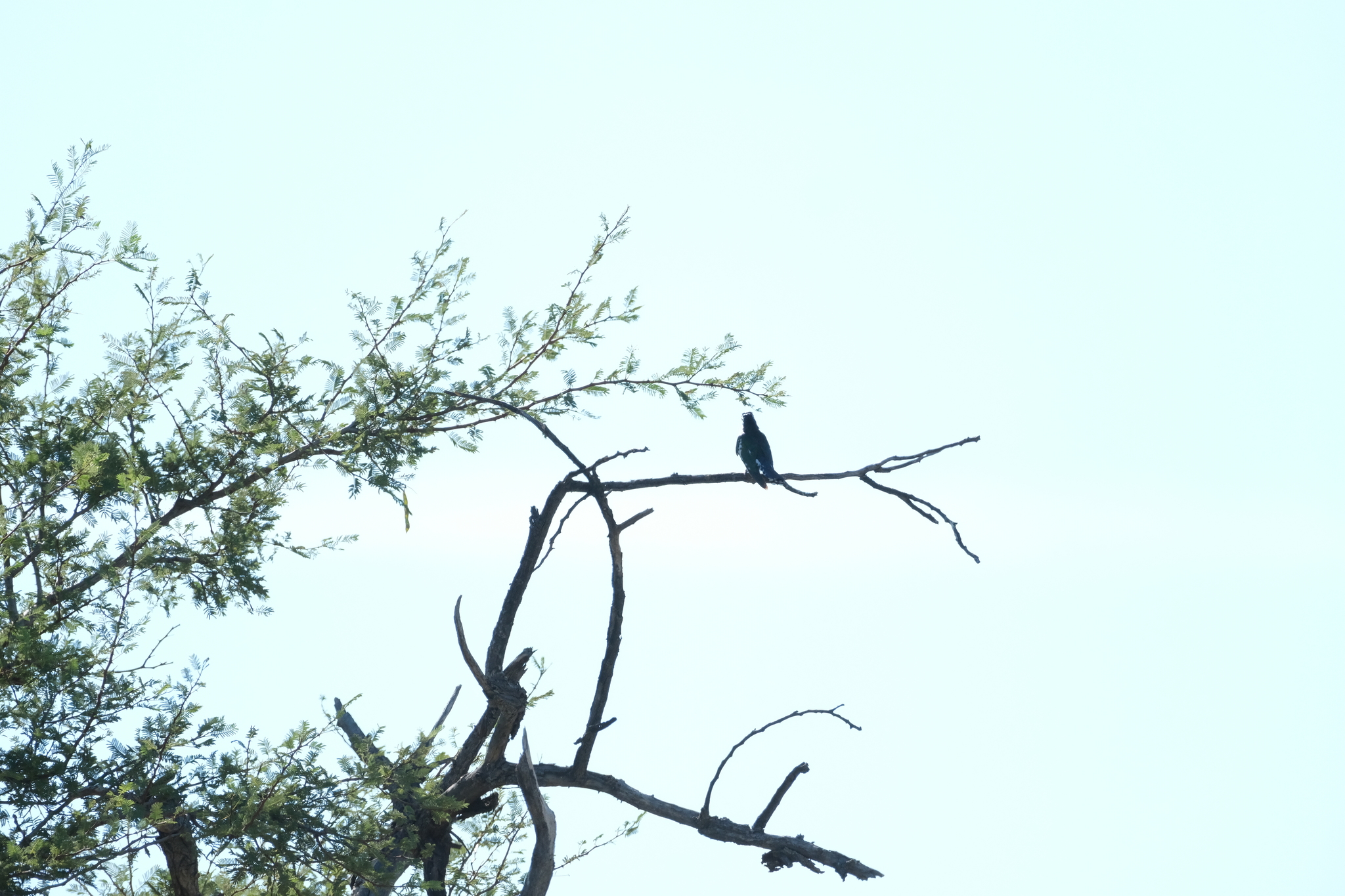 Diederik Cuckoo (Chrysococcyx caprius), photo 3