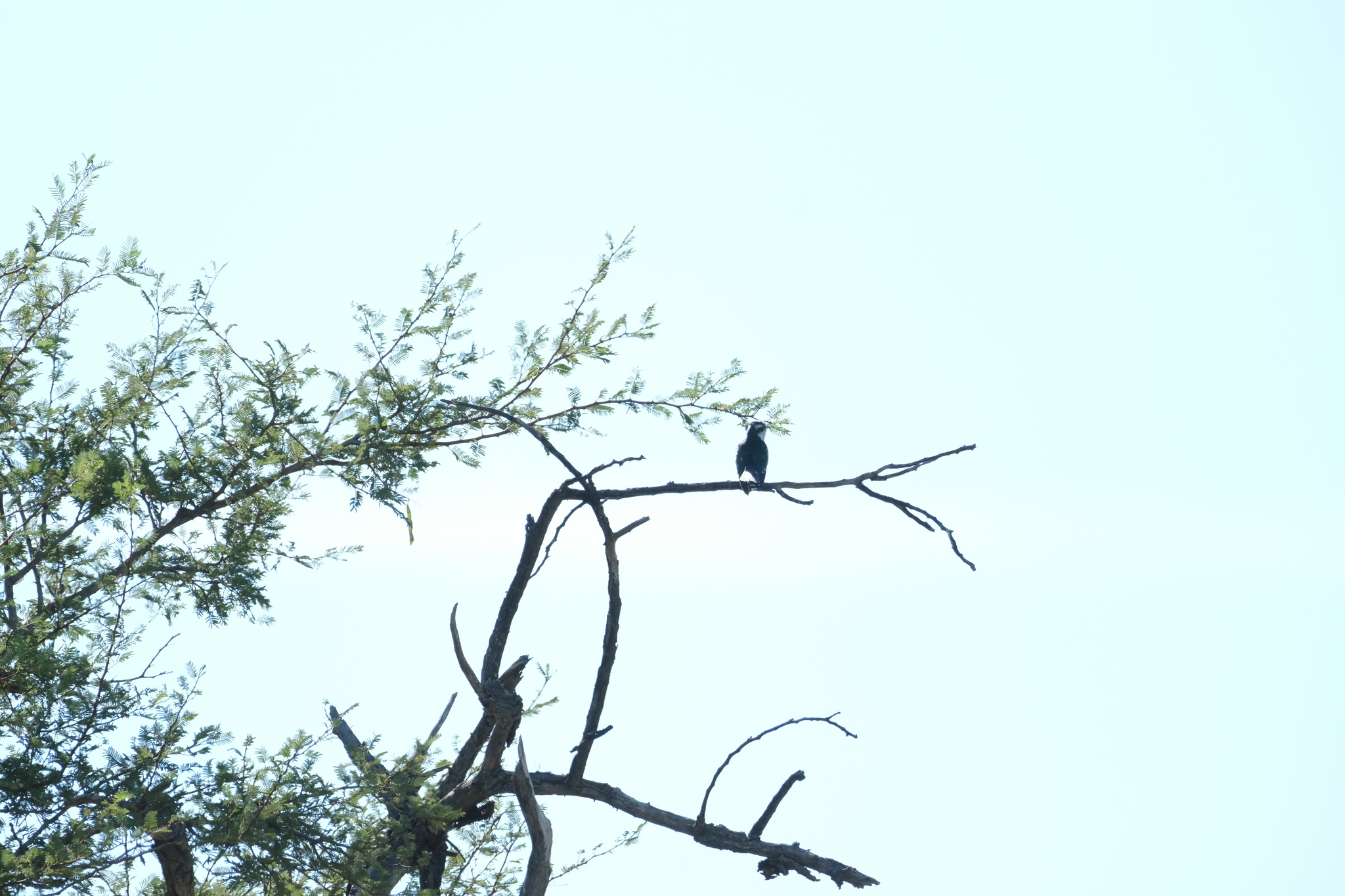 Diederik Cuckoo (Chrysococcyx caprius), photo 4