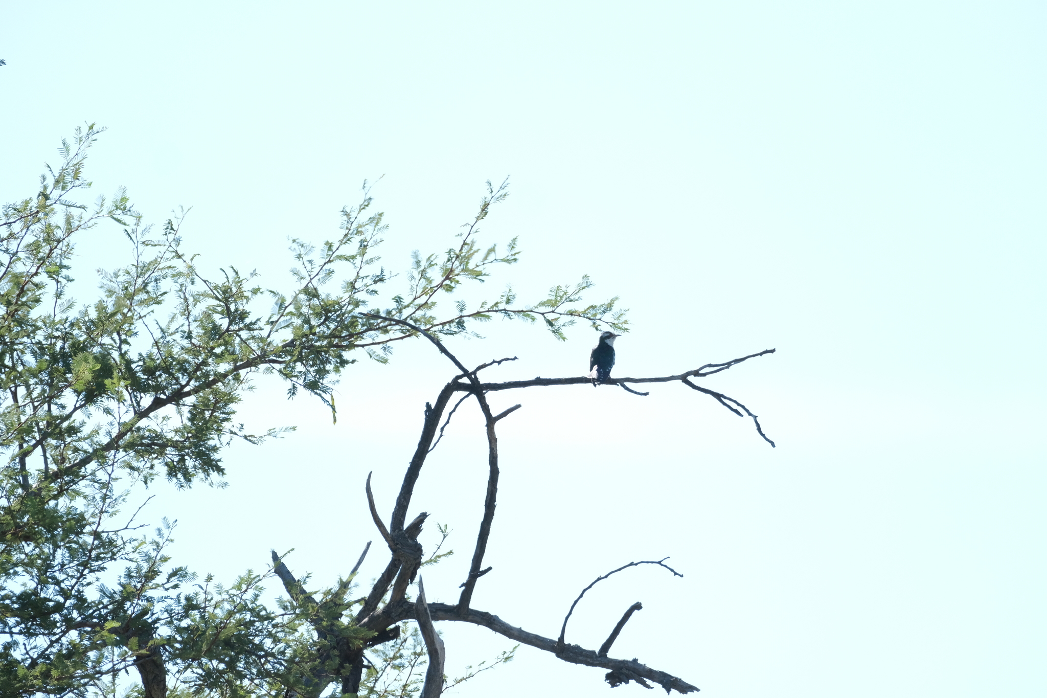 Diederik Cuckoo (Chrysococcyx caprius), photo 10
