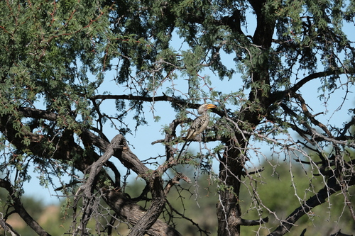 Southern Yellow-billed Hornbill (Tockus leucomelas), photo 4