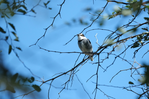 White-tailed Shrike (Lanioturdus torquatus), photo 2