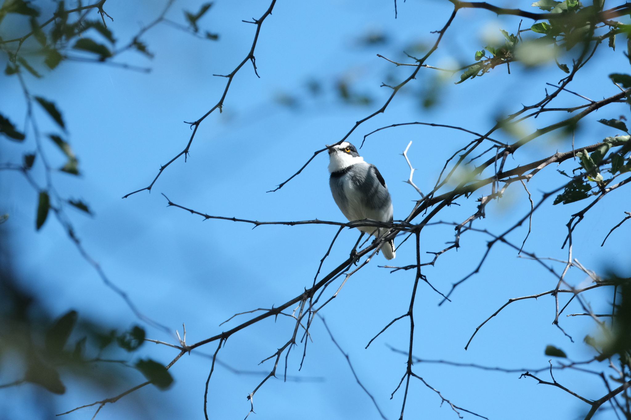 White-tailed Shrike (Lanioturdus torquatus), photo 2