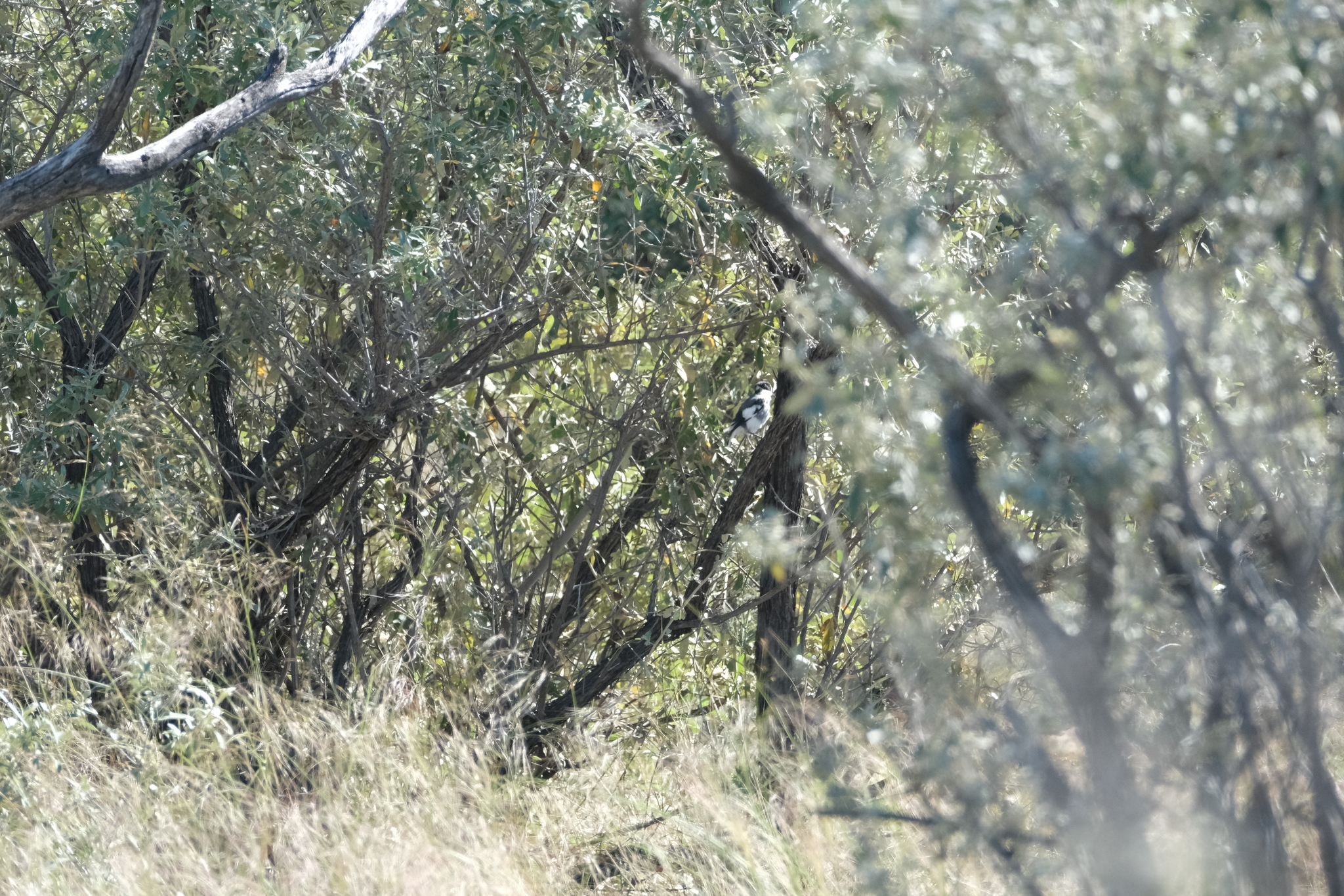 White-tailed Shrike (Lanioturdus torquatus), photo 1