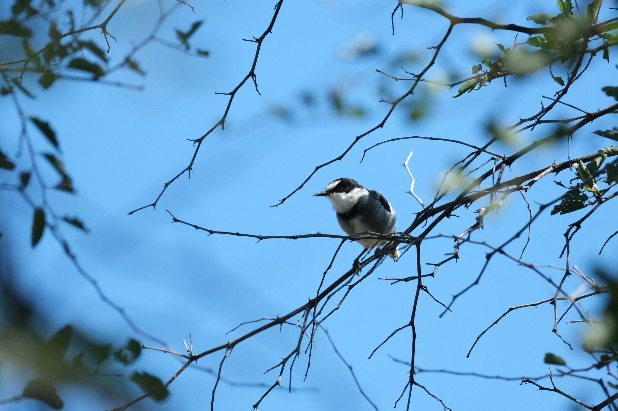 White-tailed Shrike (Lanioturdus torquatus), photo 8