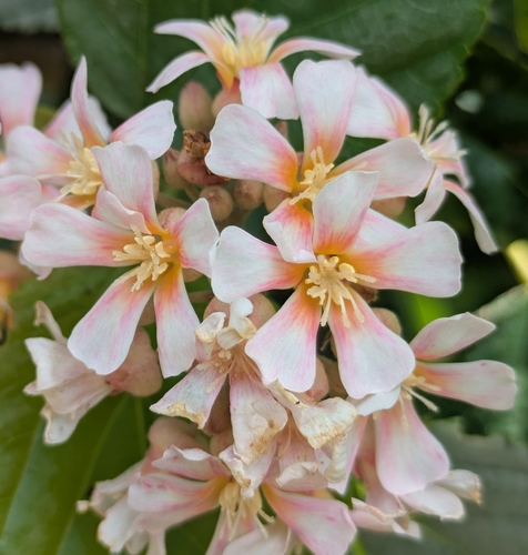Melochia odorata observed 2026-02-19
