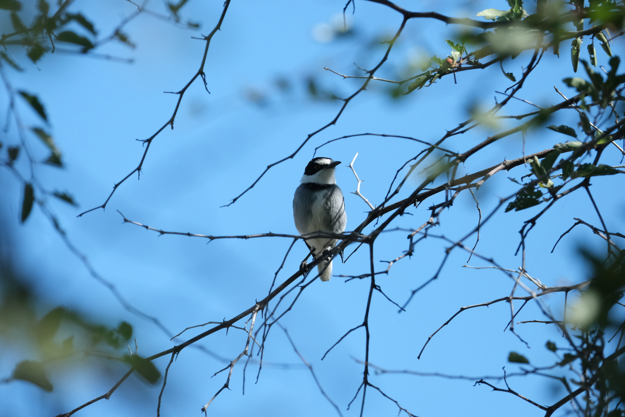 White-tailed Shrike (Lanioturdus torquatus), photo 9