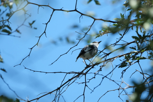White-tailed Shrike (Lanioturdus torquatus), photo 10