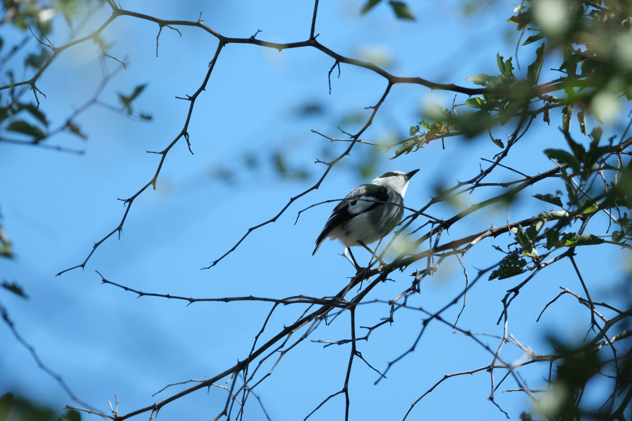 White-tailed Shrike (Lanioturdus torquatus), photo 10