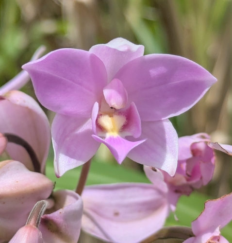 Peters spathoglottis (Spathoglottis petri)