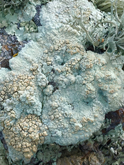 Protoparmeliopsis pinguis