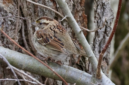 White-throated Sparrow