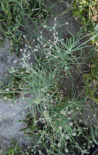 threadstem carpetweed (Hypertelis cerviana)