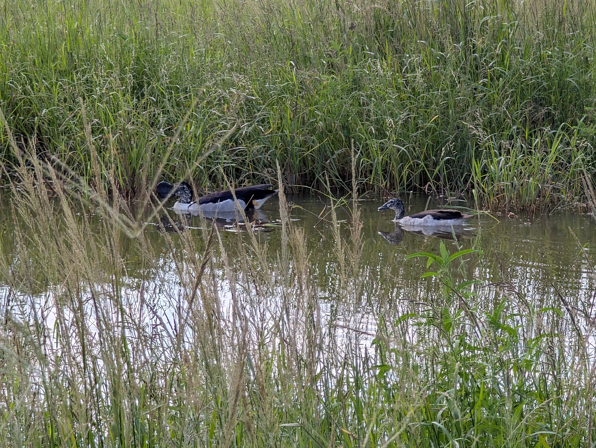 Knob-billed Duck (Sarkidiornis melanotos), photo 3