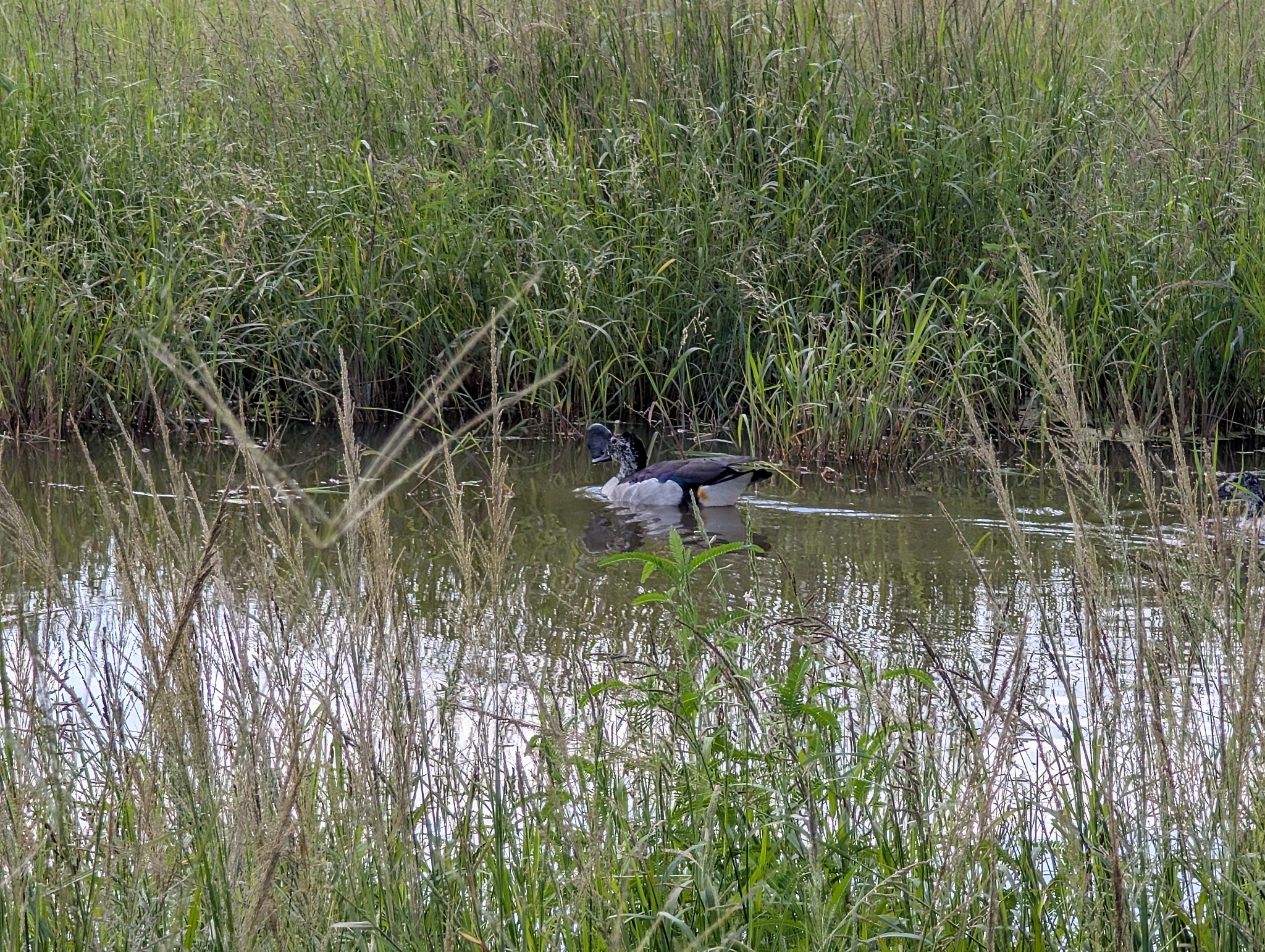 Knob-billed Duck (Sarkidiornis melanotos), photo 4