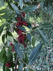 Schinus terebinthifolia